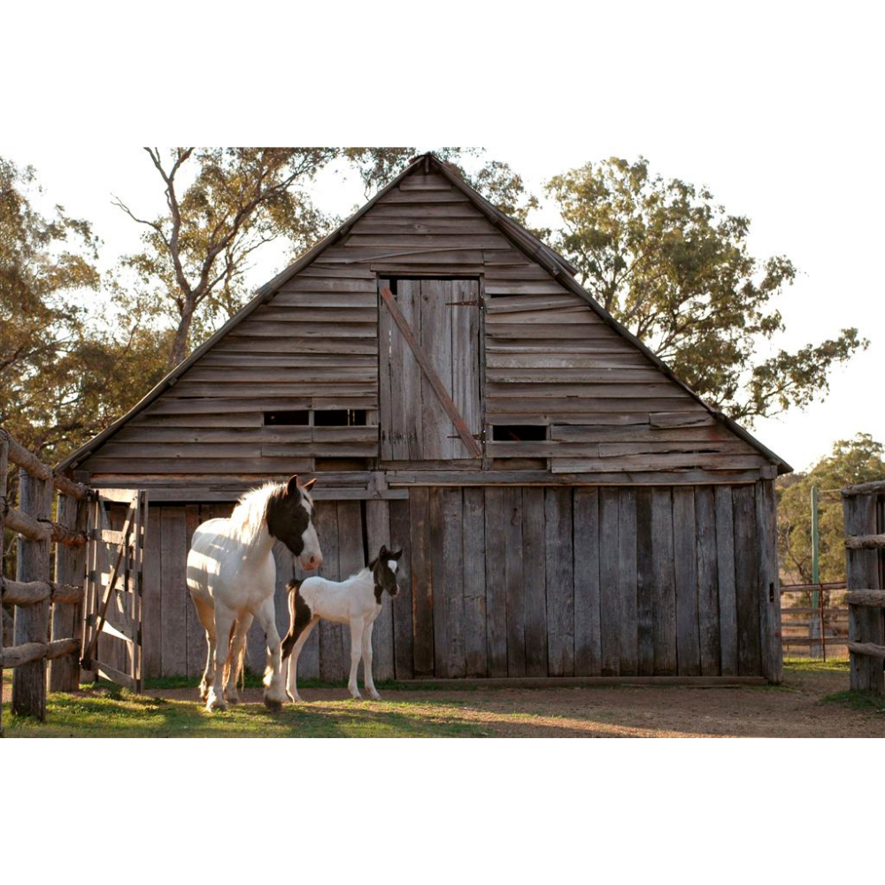 Horse Photo Cards by S Moore Jarman