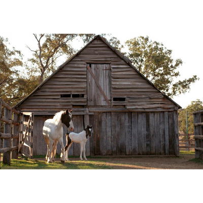 Horse Photo Cards by S Moore Jarman