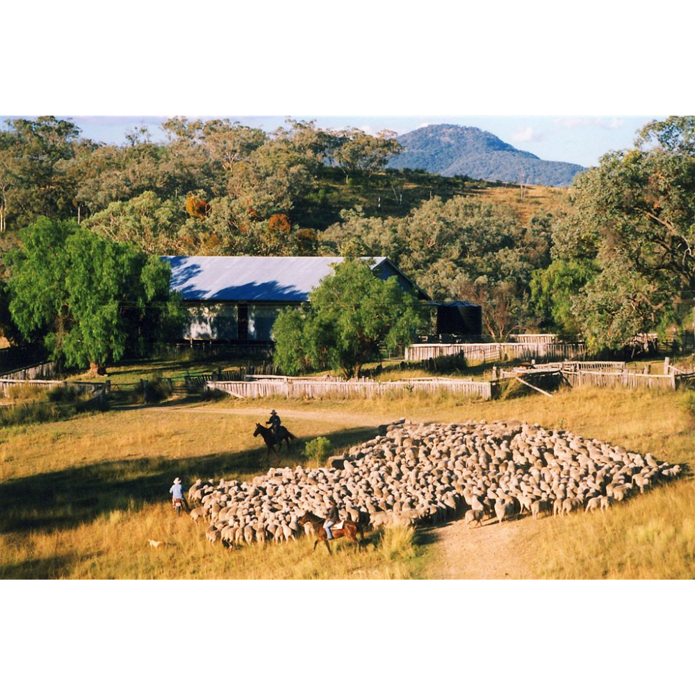 Horse Photo Cards by S Moore Jarman