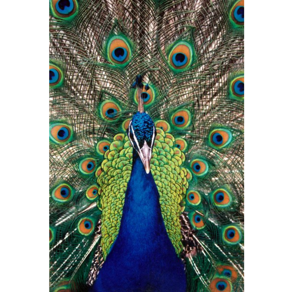 Photo Cards by Local Photographer Susan Jarman