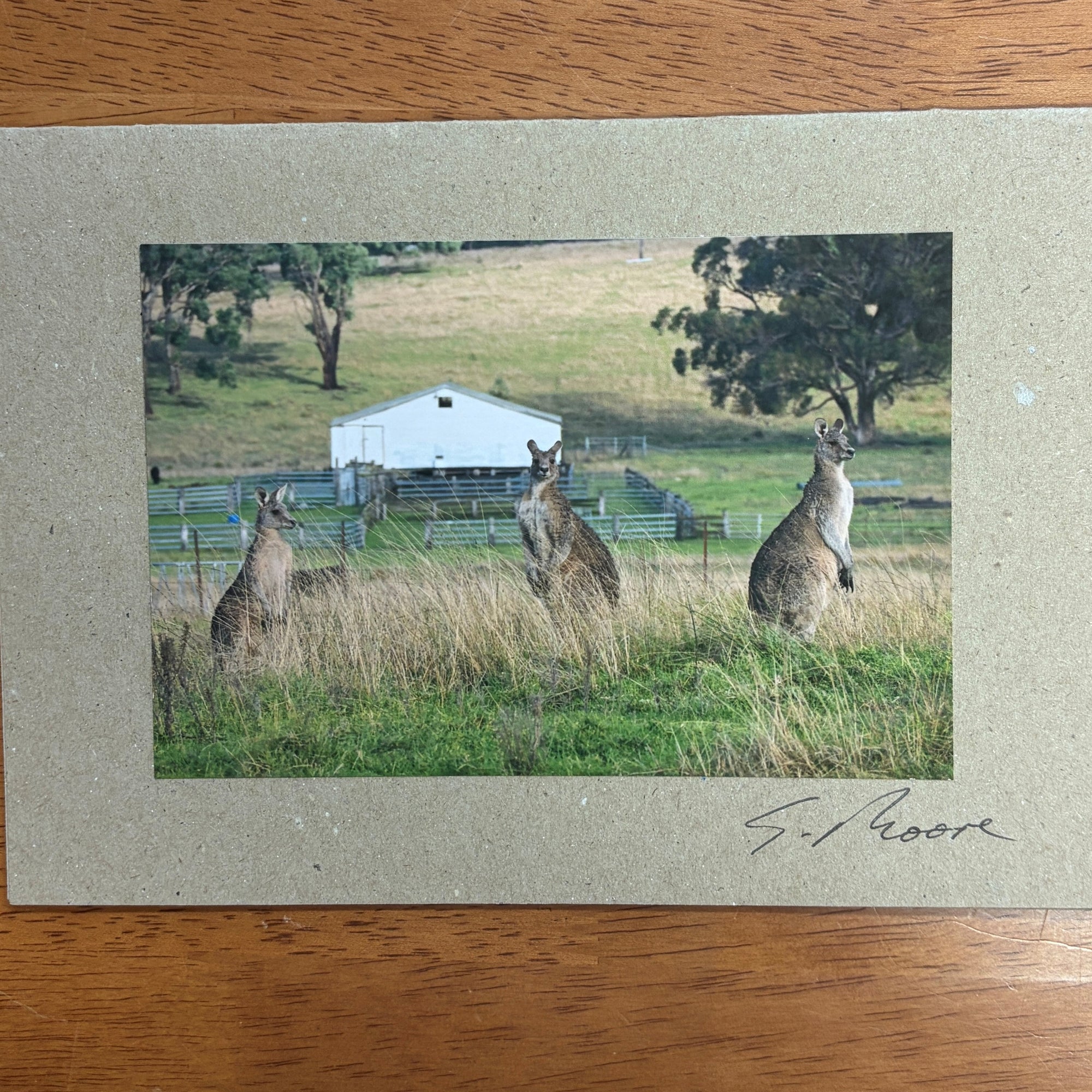 Photo Cards by Local Photographer Susan Jarman