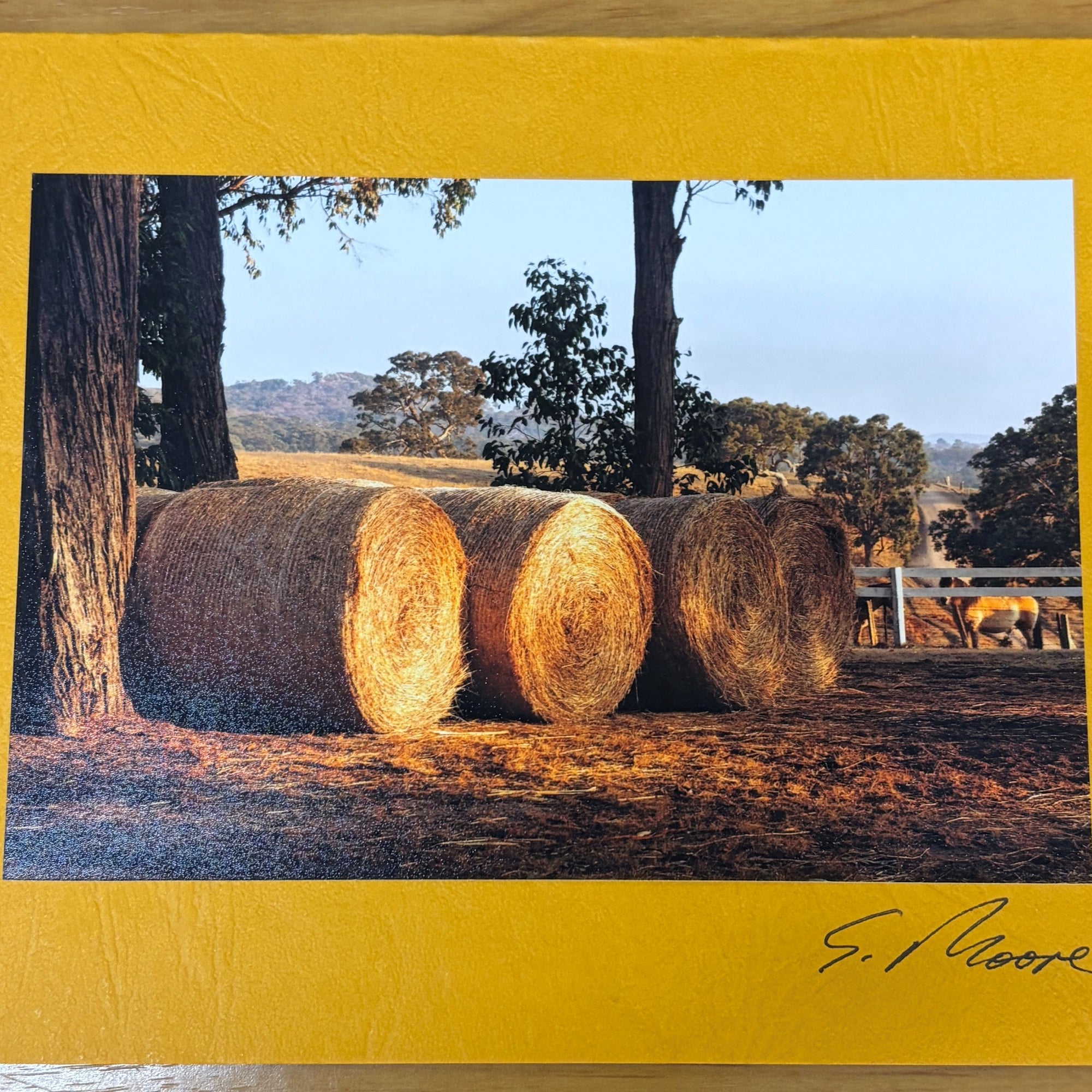 Photo Cards by Local Photographer Susan Jarman