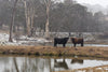 Cow Photo Cards by S Moore Jarman