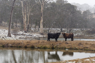 Cow Photo Cards by S Moore Jarman