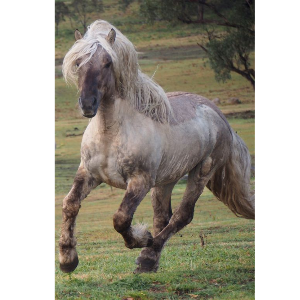 Horse Photo Cards by S Moore Jarman