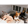 Photo Cards by Local Photographer Susan Jarman