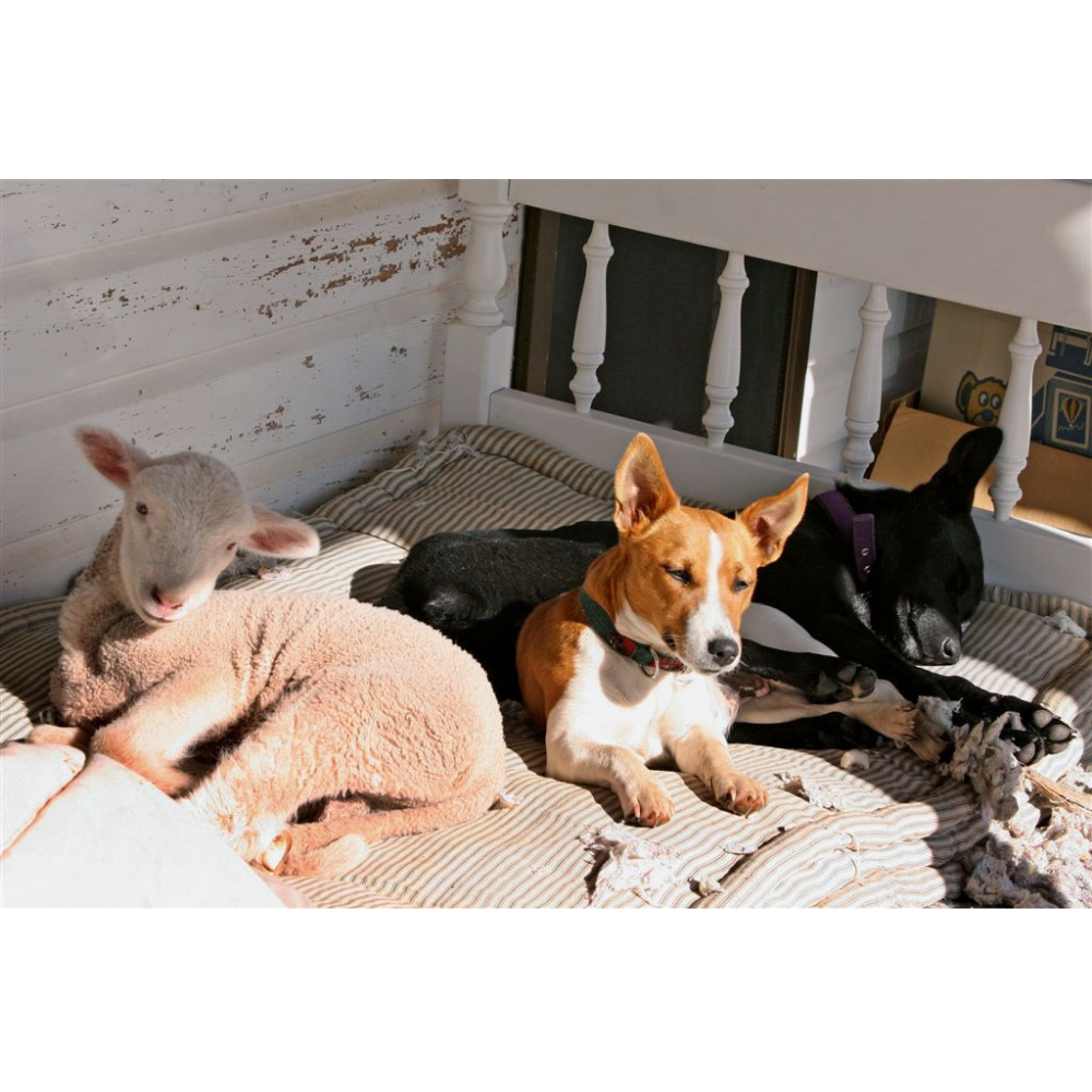 Photo Cards by Local Photographer Susan Jarman