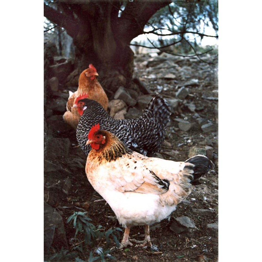 Photo Cards by Local Photographer Susan Jarman