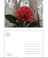 Waratah Postcard