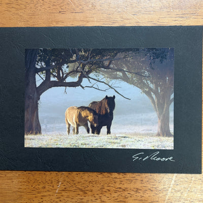 Horse Photo Cards by S Moore Jarman