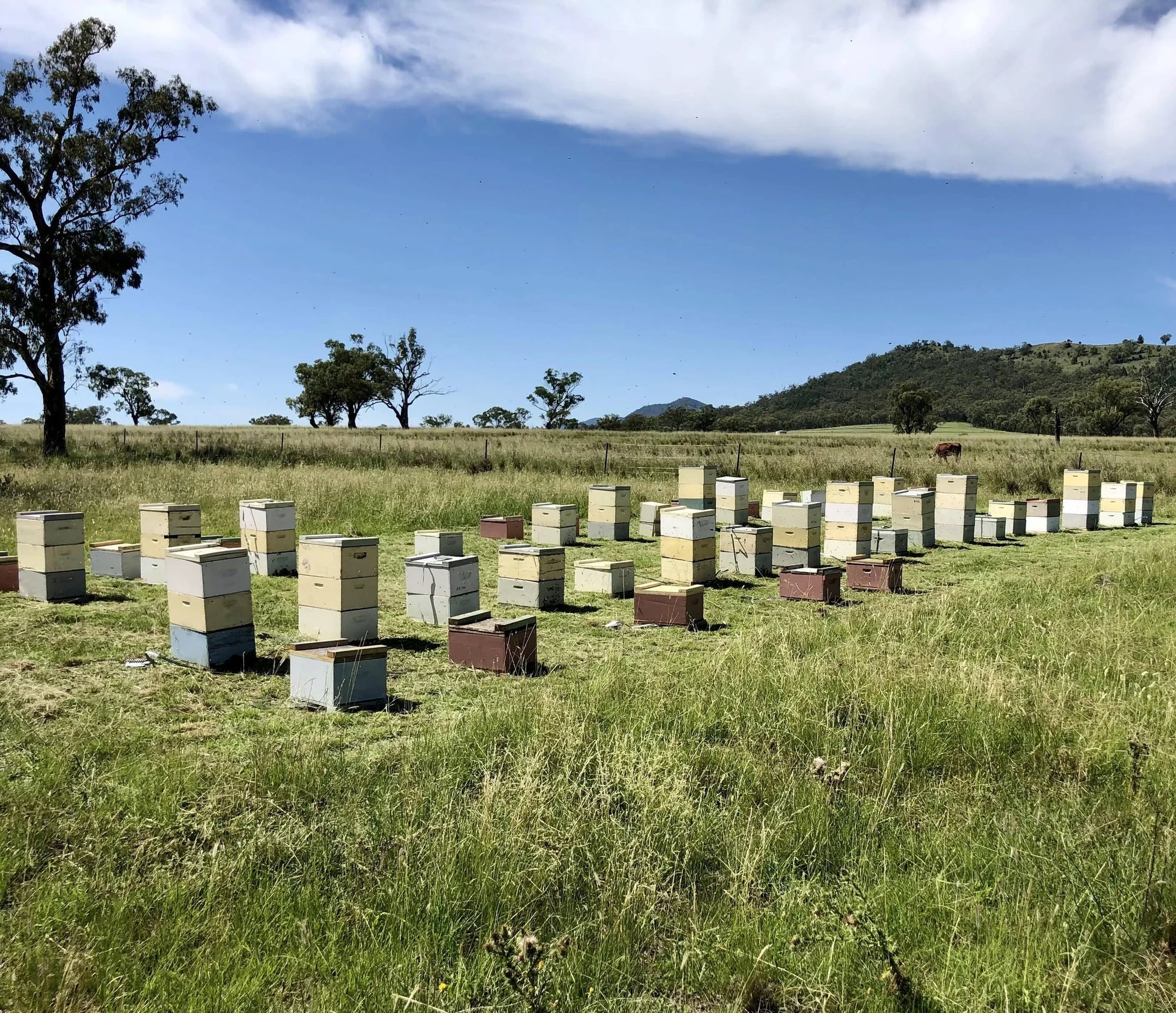 Tumeric Gold Raw Honey