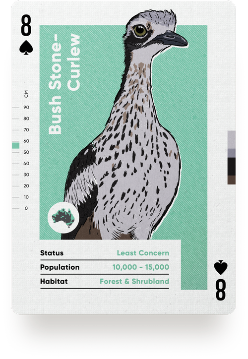 Birds of Australia Playing Cards by Wildly Nice