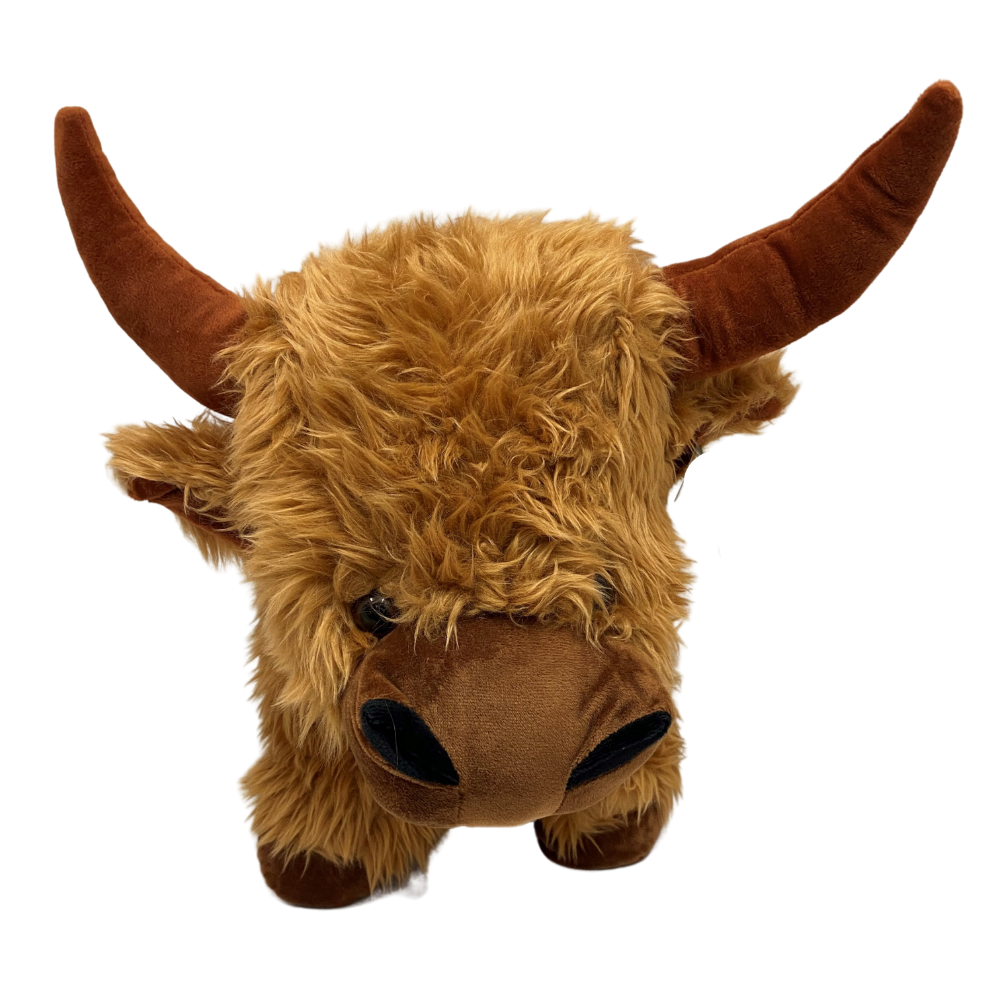 Highland Cow